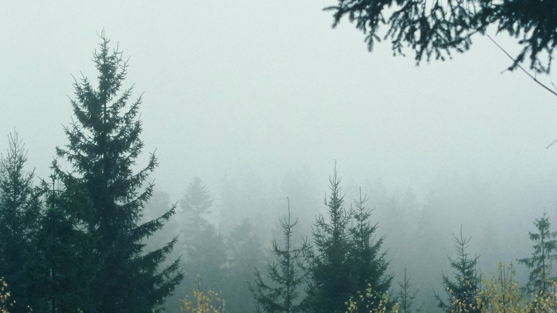 Forêt de conifères dans le brouillard