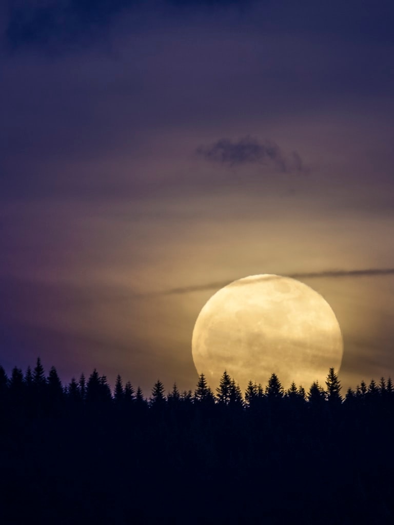 Pleine lune au-dessus d'une forêt